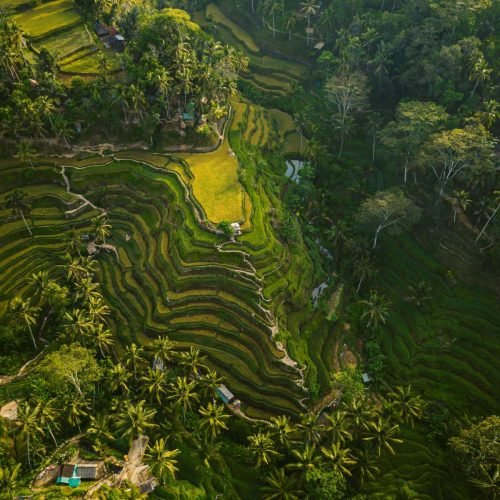 aerial-shot-rice-hills-surrounded-by-greens-trees
