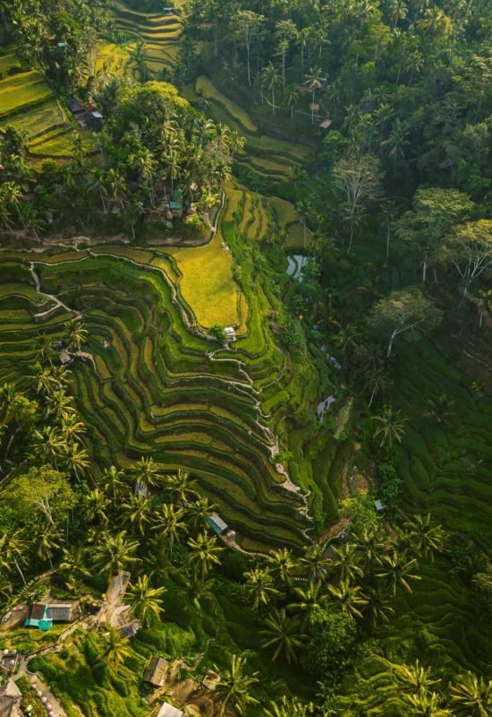 aerial-shot-rice-hills-surrounded-by-greens-trees